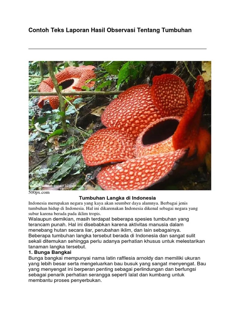 Contoh Teks Laporan Hasil Observasi Hewan Langka Beserta Strukturnya Nusagates Guruberbagikemdikbudgoid Laporan observasi tempat fitness GOLD S GYM MOI.