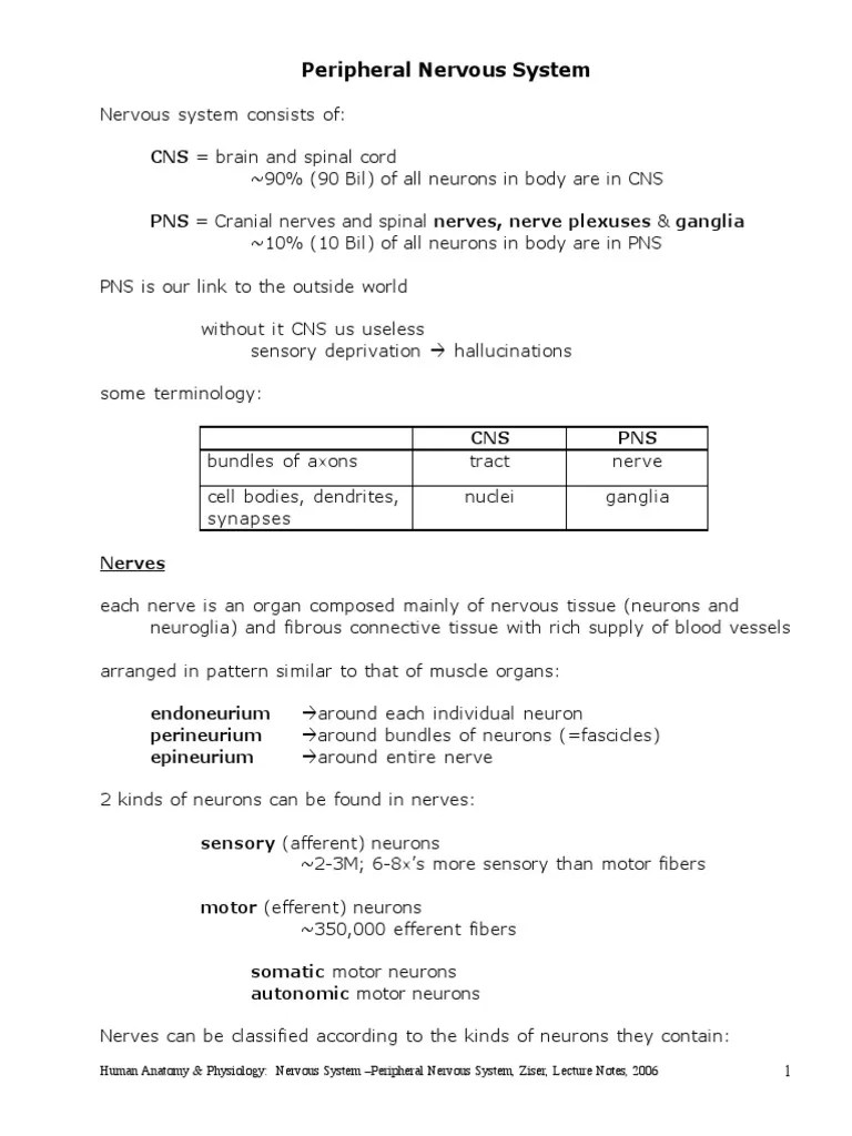 Peripheral Nervous System Notes | PDF | Autonomic Nervous System ...