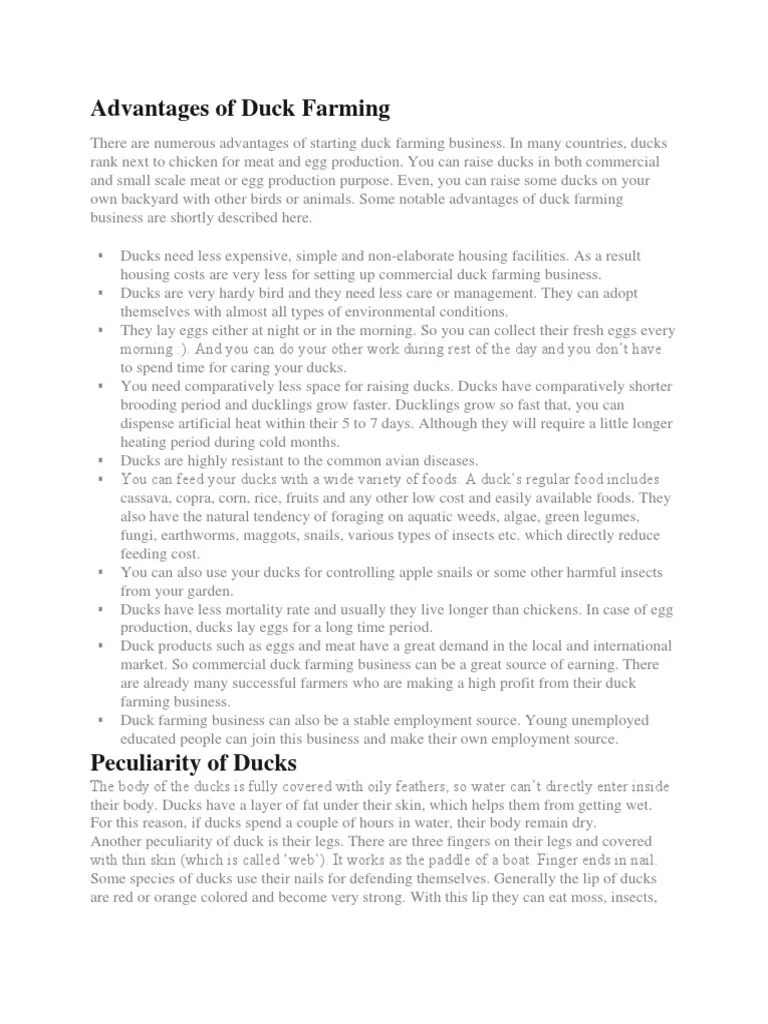 Advantages Of Duck Farming | PDF | Duck | Anatidae