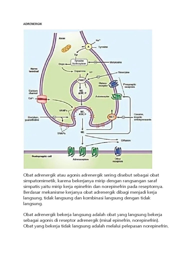 Adrenergik Dan Kolinergik | PDF
