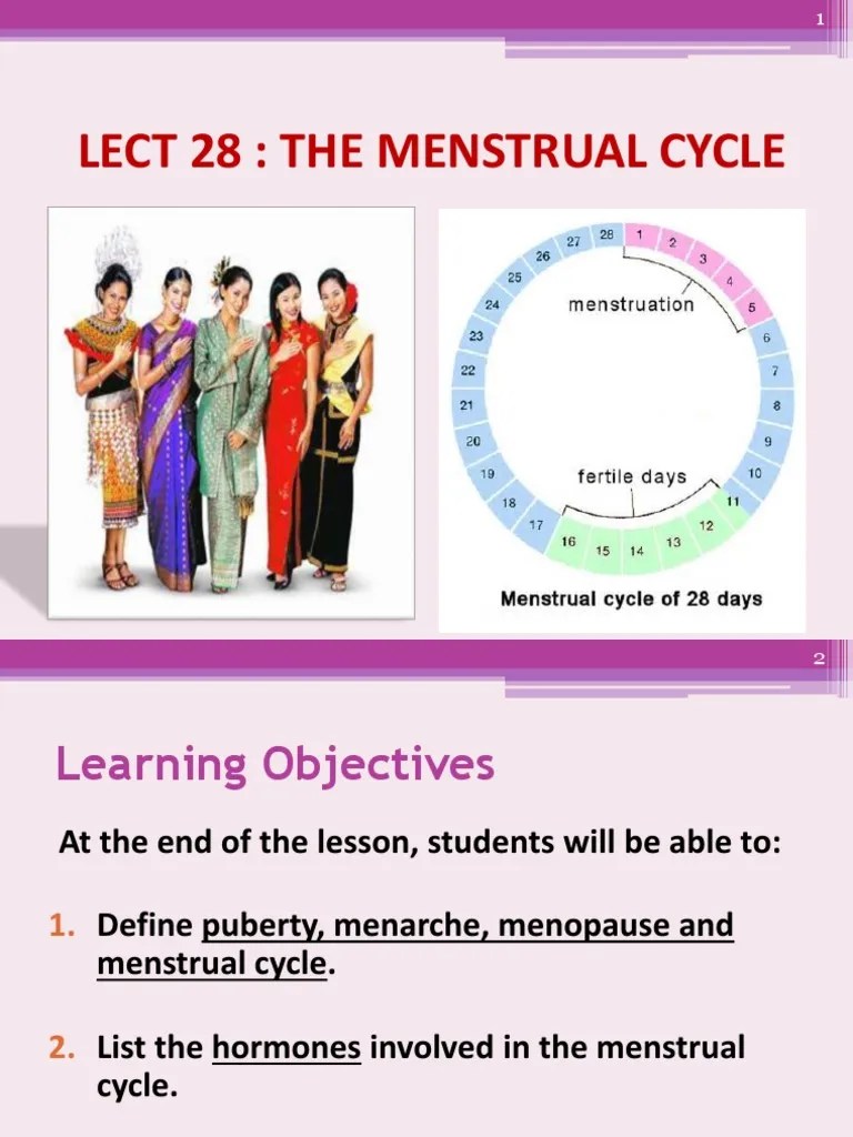 Menstrual Cycle | PDF | Menstrual Cycle | Luteinizing Hormone