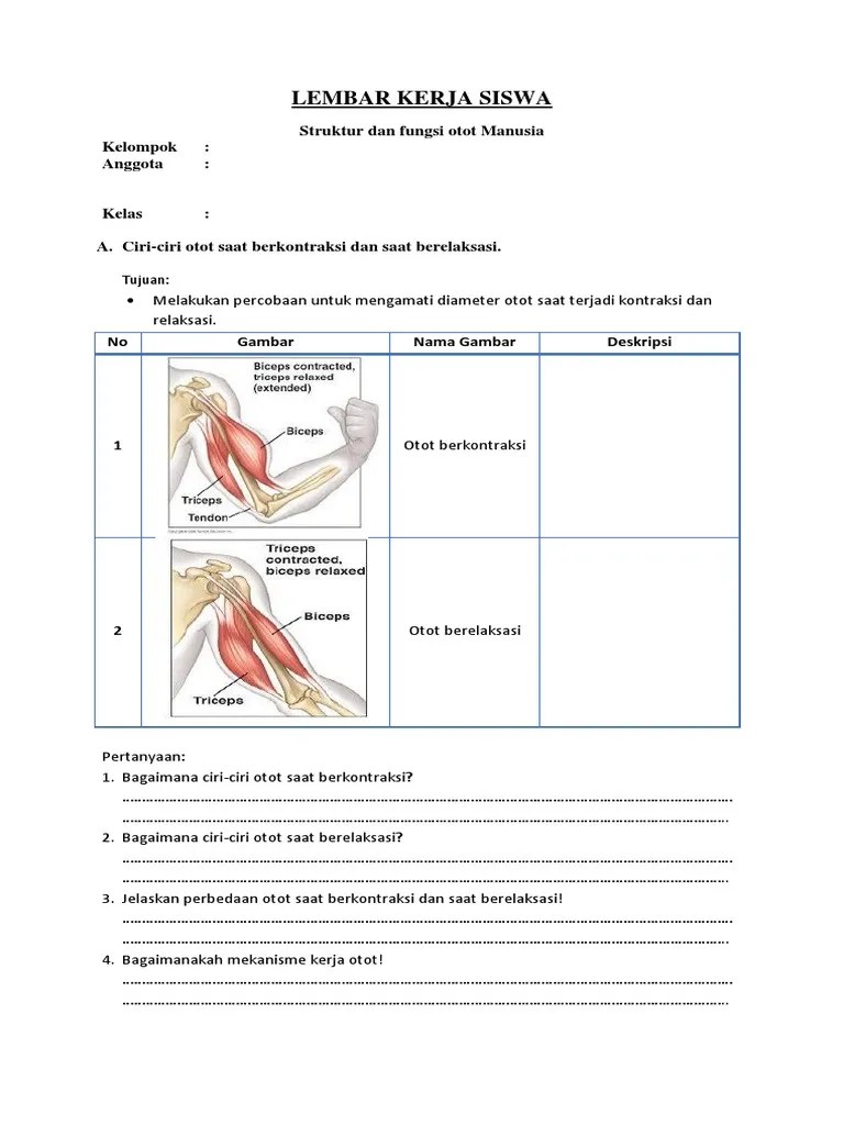 Otot polos, otot lurik, dan otot jantung. Lks Otot Kls 8 Pdf