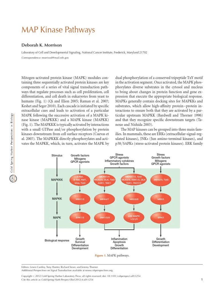 Review MAP Kinase Pathways PDF Mitogen Activated Protein Kinase 1