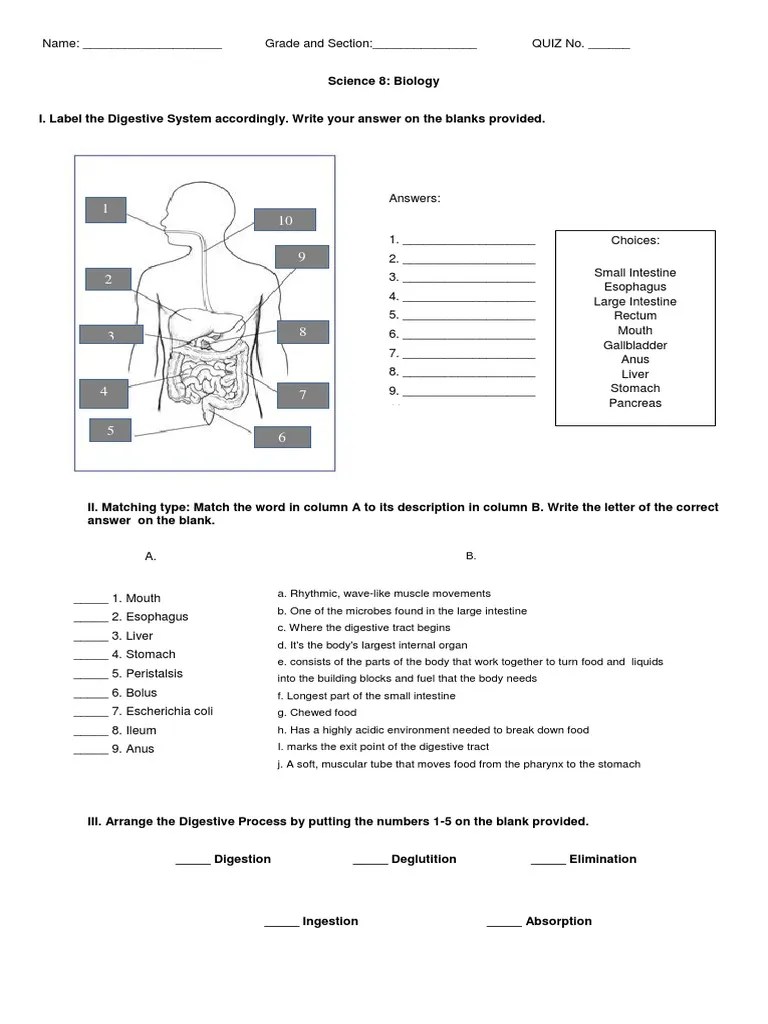 Digestive System Quiz | PDF | Human Digestive System | Gastrointestinal Tract