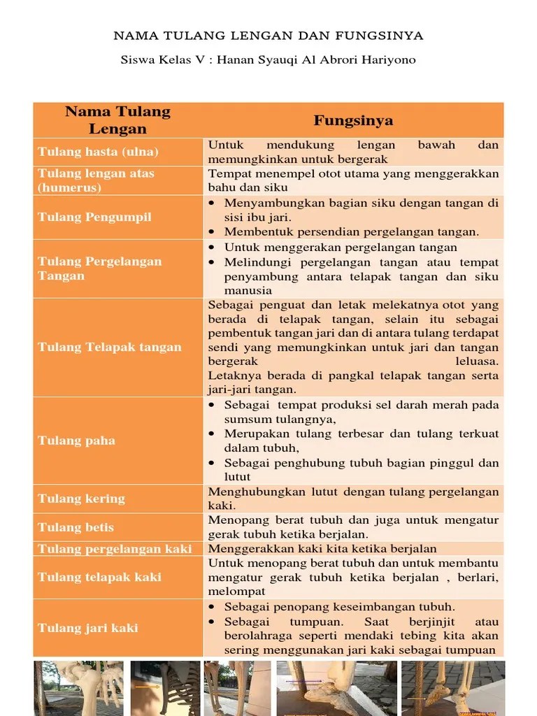Nama Tulang Lengan Fungsinya: Tulang Hasta (Ulna) Tulang Lengan Atas  (Humerus) Tulang Pengumpil | PDF