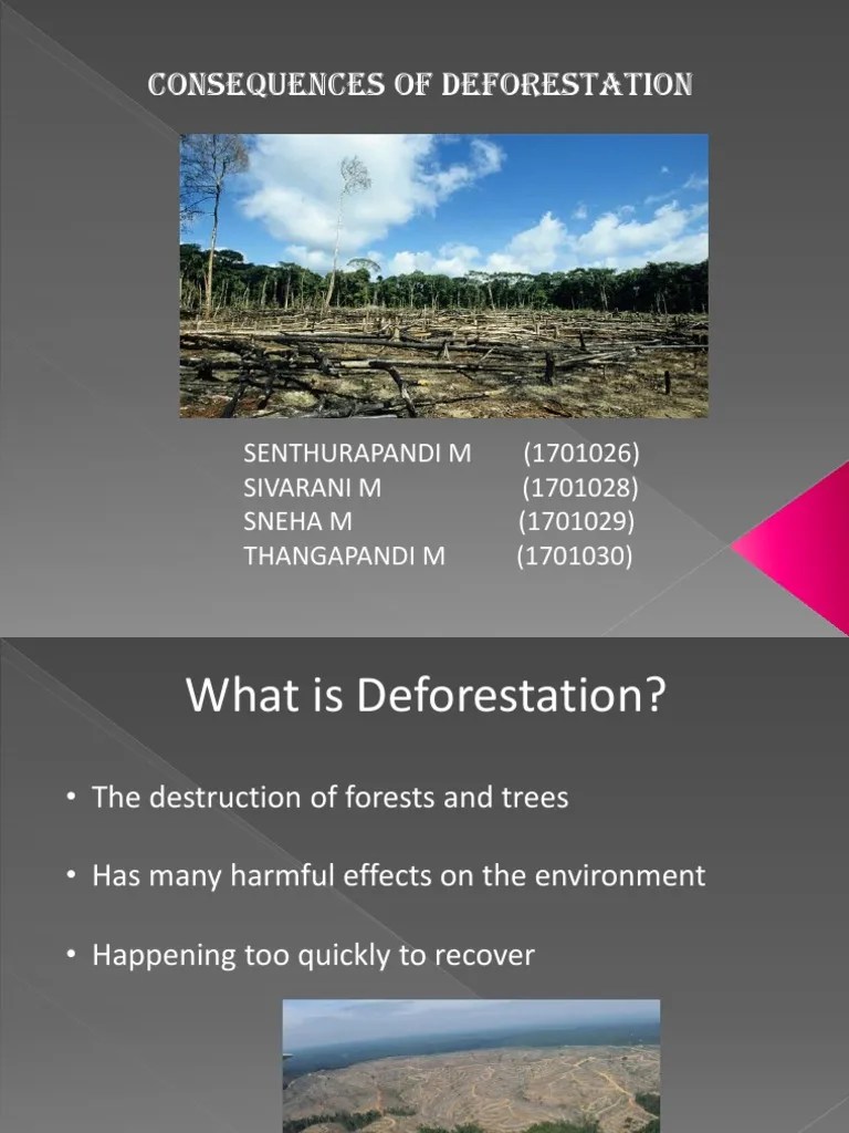 Deforestation | PDF | Deforestation | Rainforest