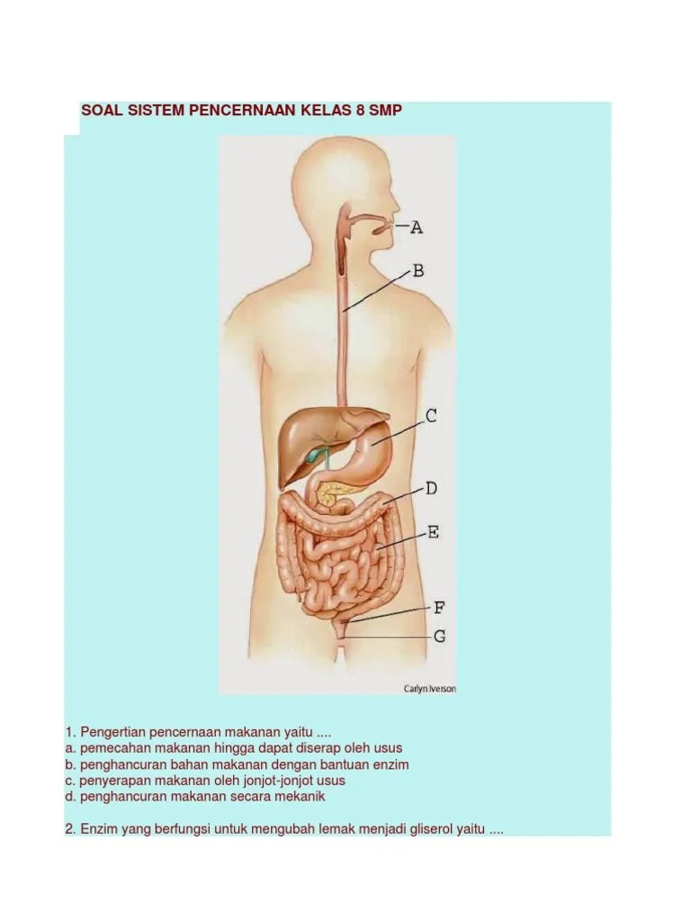 Soal Sistem Pencernaan Kelas 8 SMP | PDF