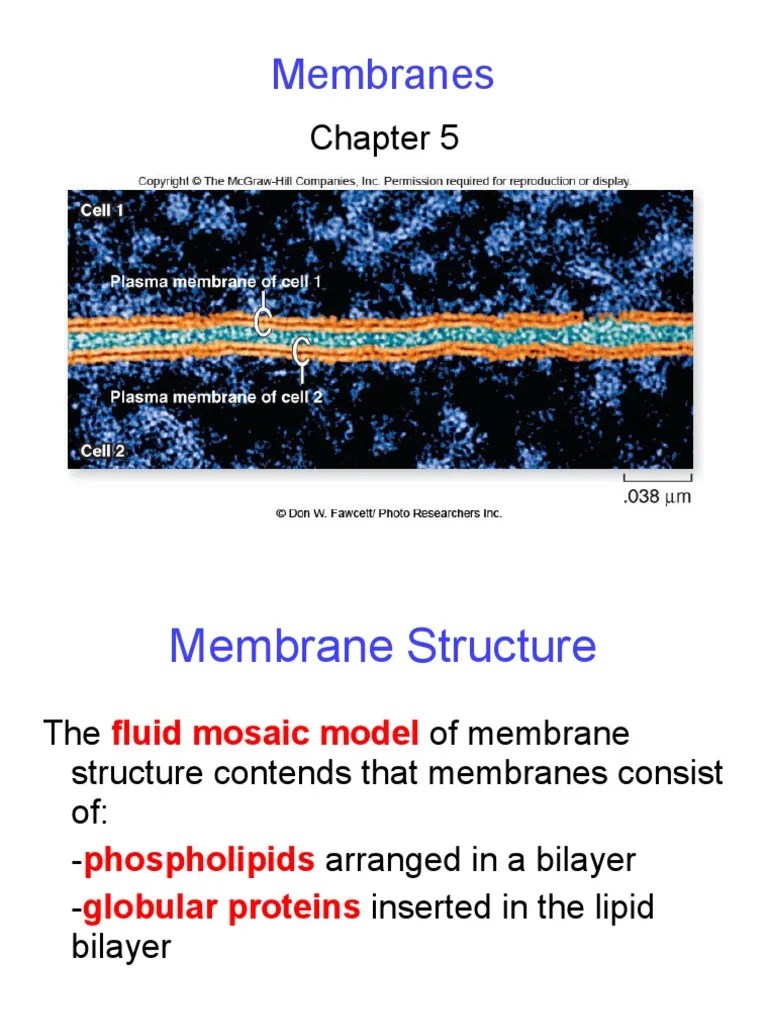 Chapt05 Lecture New | PDF | Cell Signaling | Cell Membrane