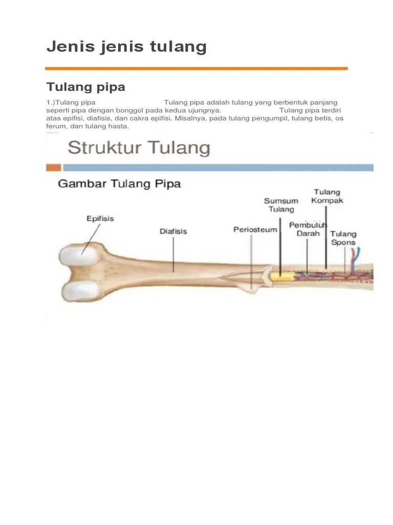 Jenis Jenis Tulang | PDF