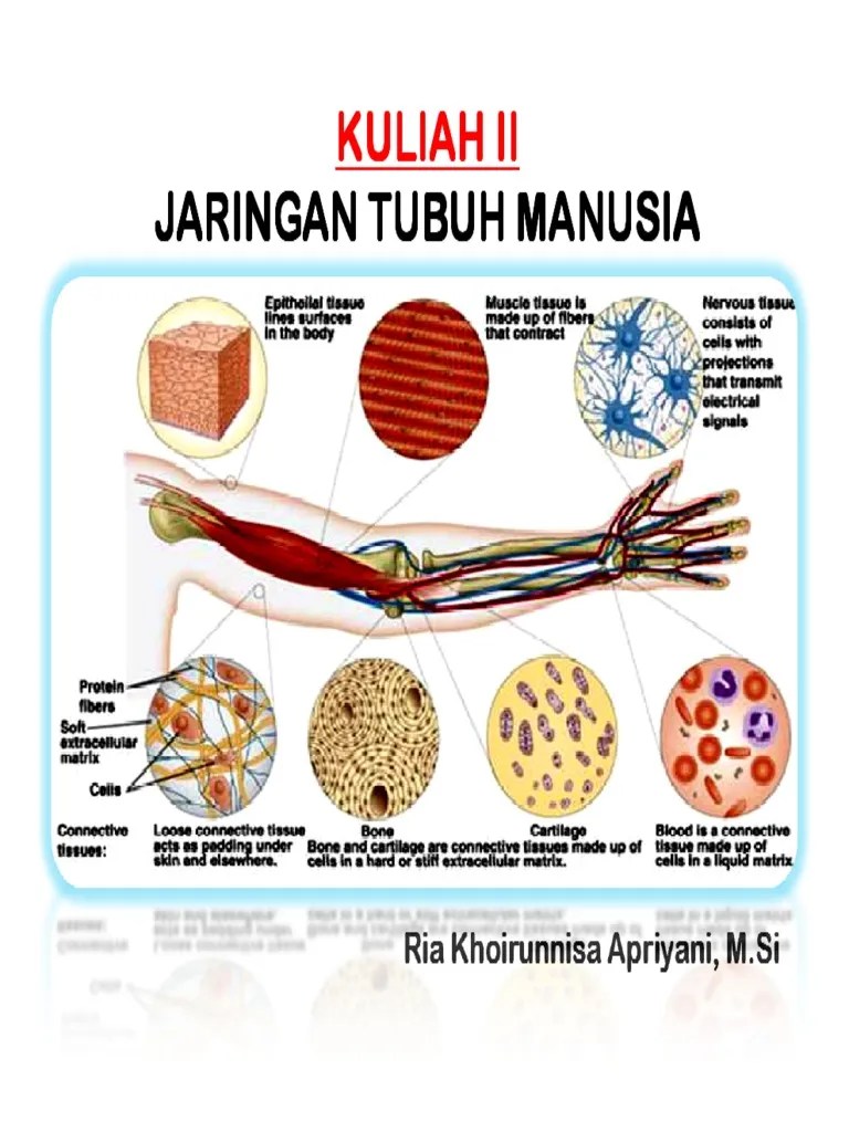 Kuliah Ii - Jaringan Tubuh Manusia 2017-2018 | PDF