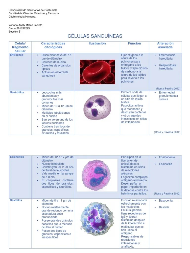 Celulas Sanguineas Cito | PDF | Linfocitos | Leucocito