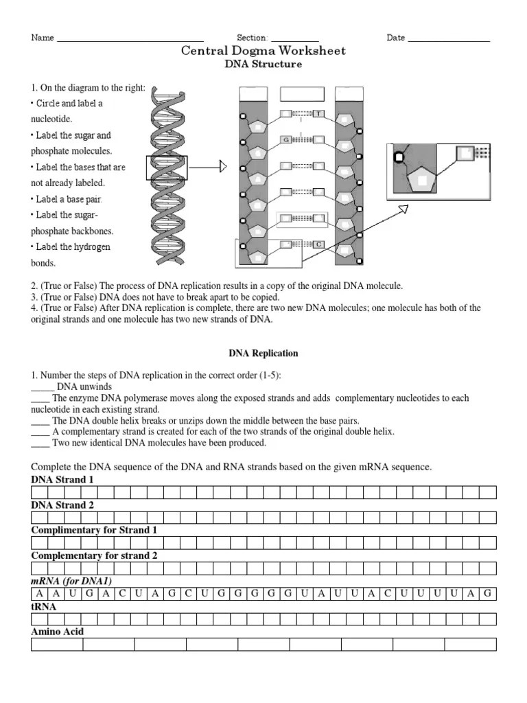 Central dogma worksheet 2