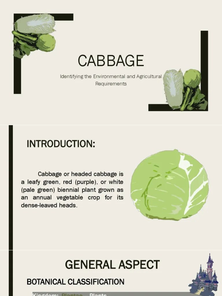 Cabbage | PDF | Cabbage | Soil