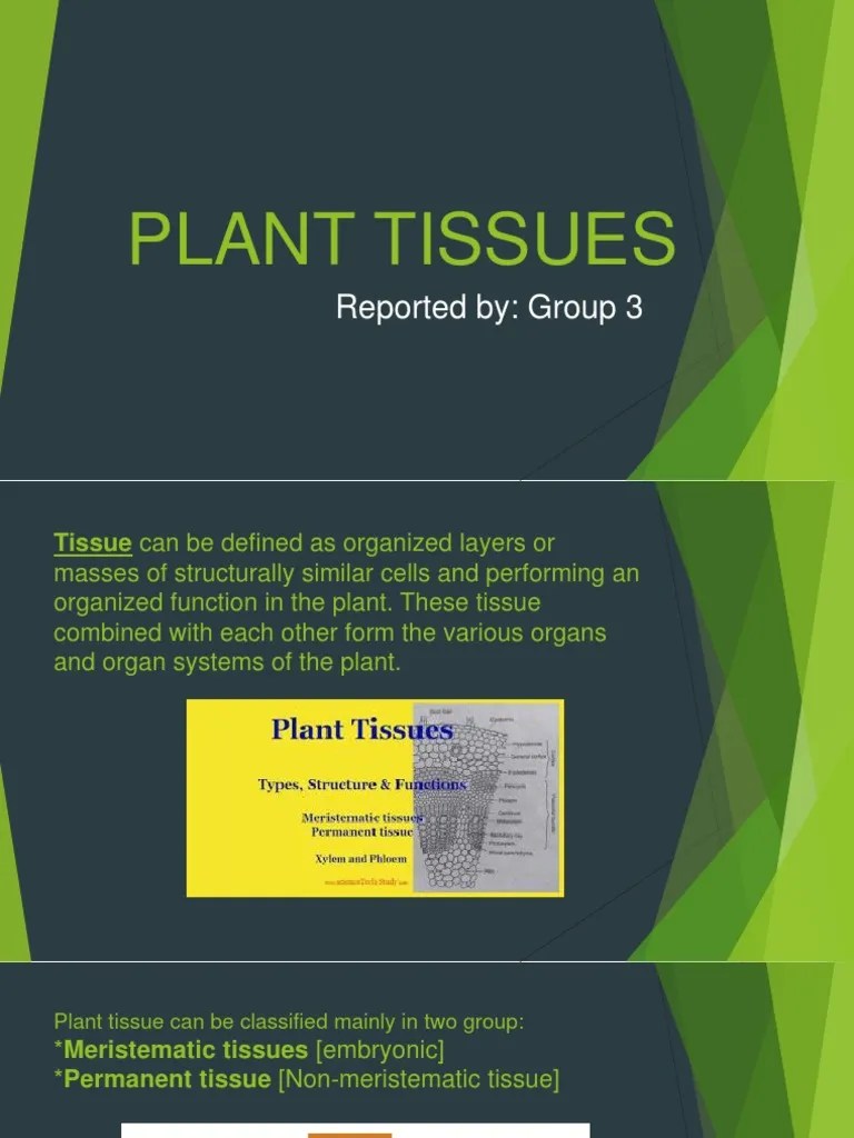 Plant Tissues | PDF | Tissue (Biology) | Branches Of Botany