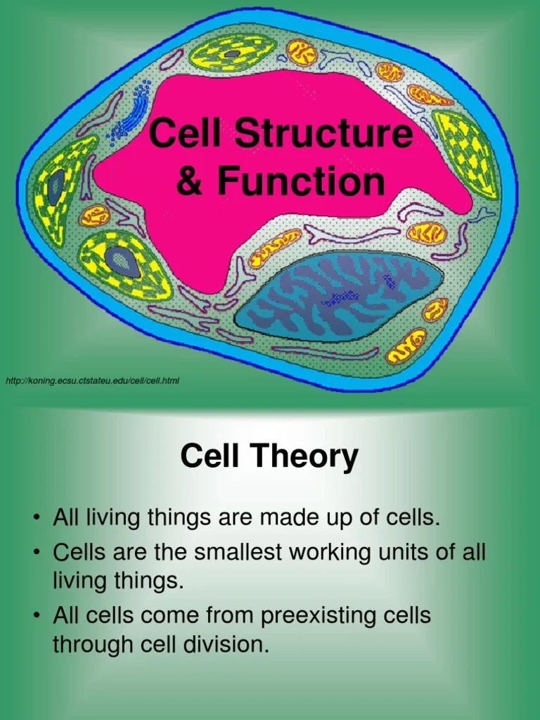 Cell Structure And Function | PDF | Cell (Biology) | Cell Membrane