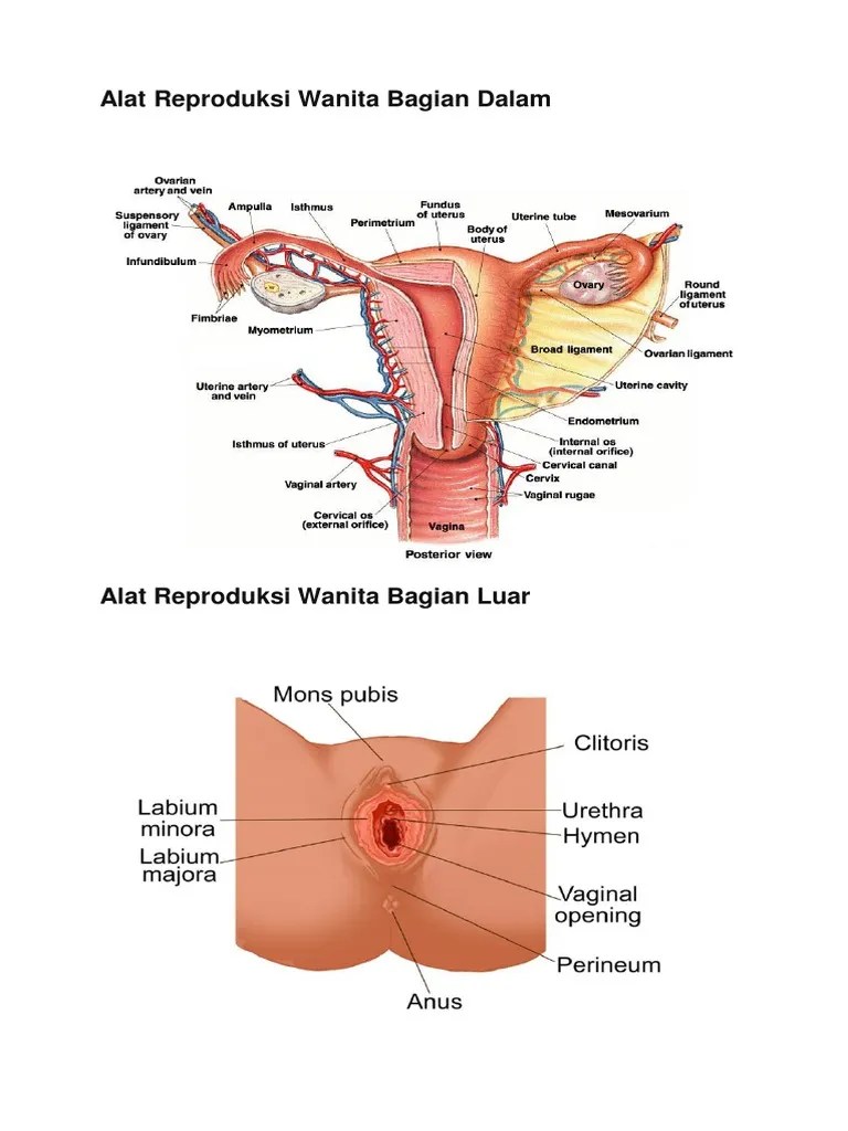Alat Reproduksi | PDF