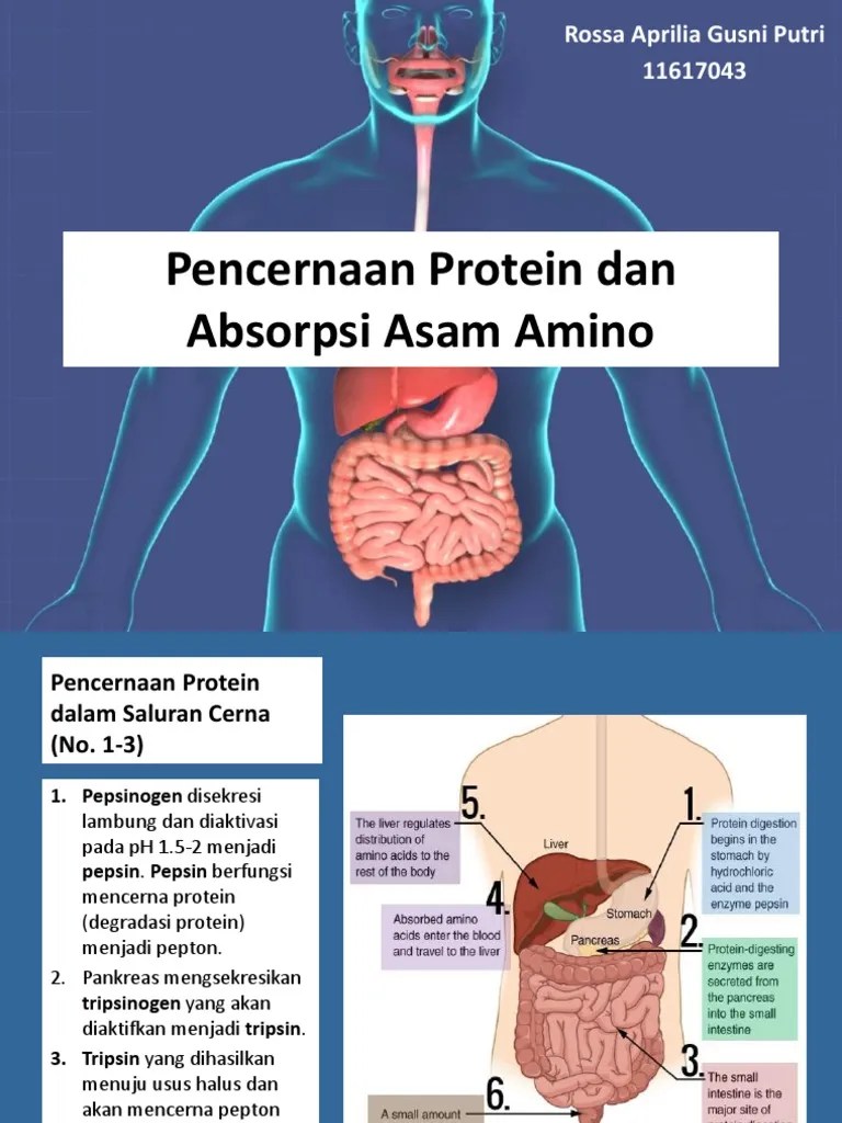 PencernaanProteindanAbsorpsiAsamAmino | PDF