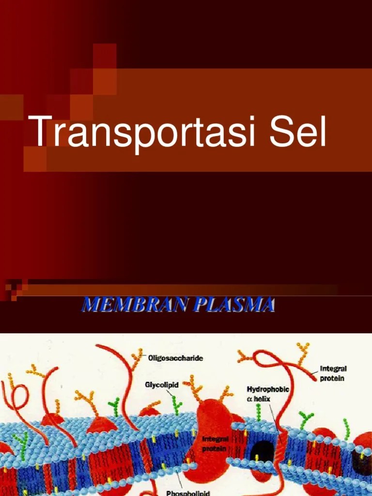 3.transportasi Sel
