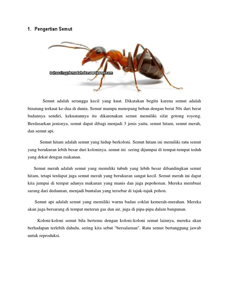 SEMUT | PDF