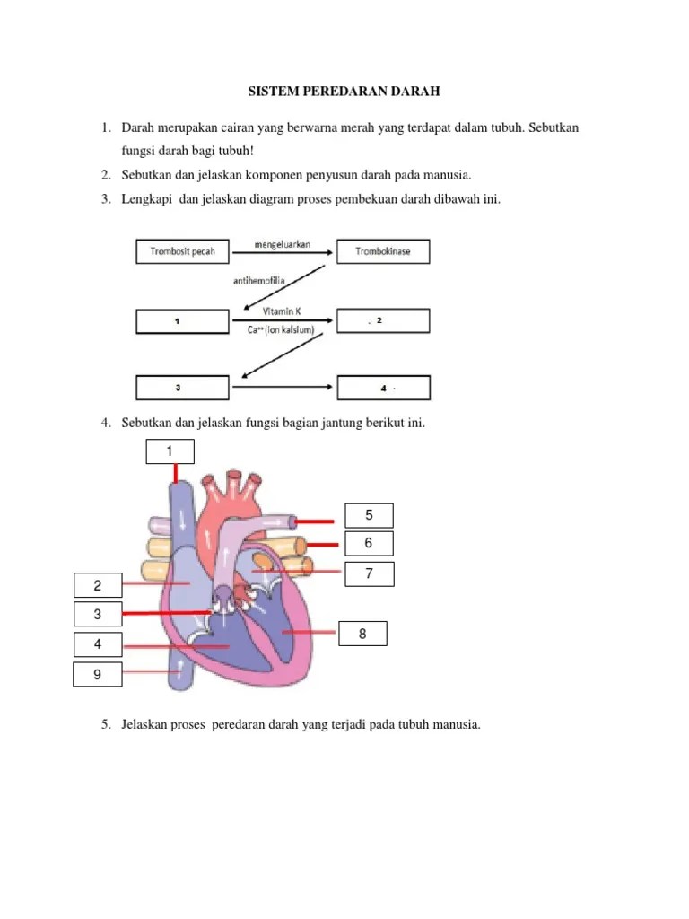Sistem Peredaran Darah | PDF