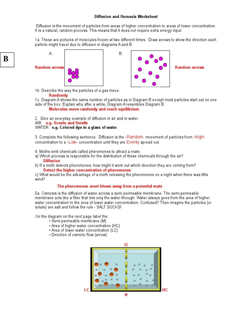 02 Diffusion And Osmosis Worksheet Osmosis Cell Biology Water is a strong substance.