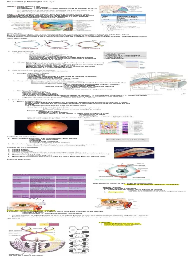Anatom A Y Fisiolog A Del Ojo Medicina Eli Udocz - Best Space Pictures in 8K
