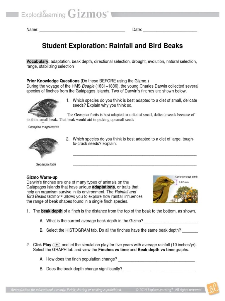 In case of genetic trait that has positive family history charles darwin (and. Gizmo Rainfall Bird Beaks Evolutionary Biology Biological Evolution