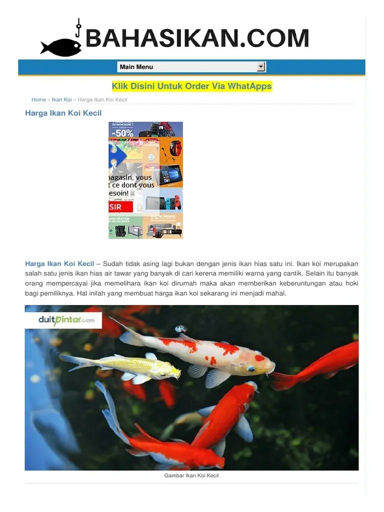 Harga Ikan Peacock Bass Termahal