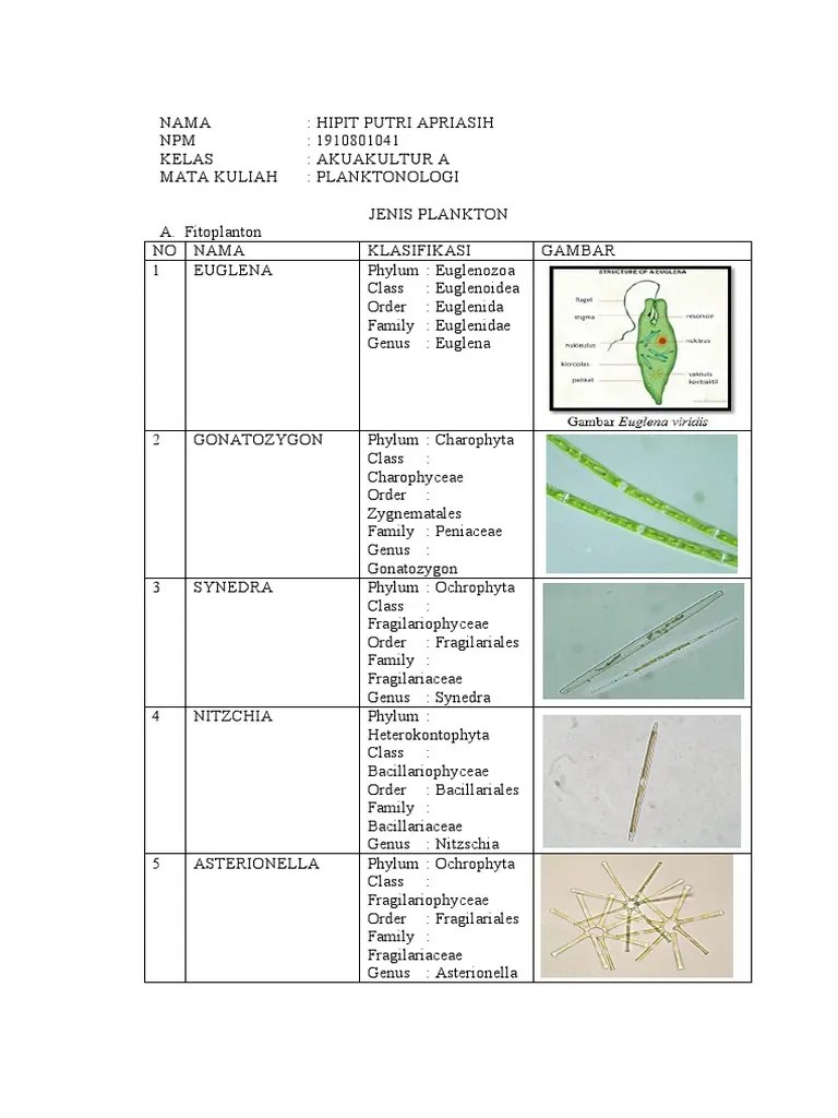 Jenis Plankton | PDF | Alga | Organisme