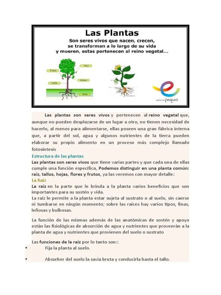 Las Plantas Son Seres Vivos | PDF | Flores | Hoja