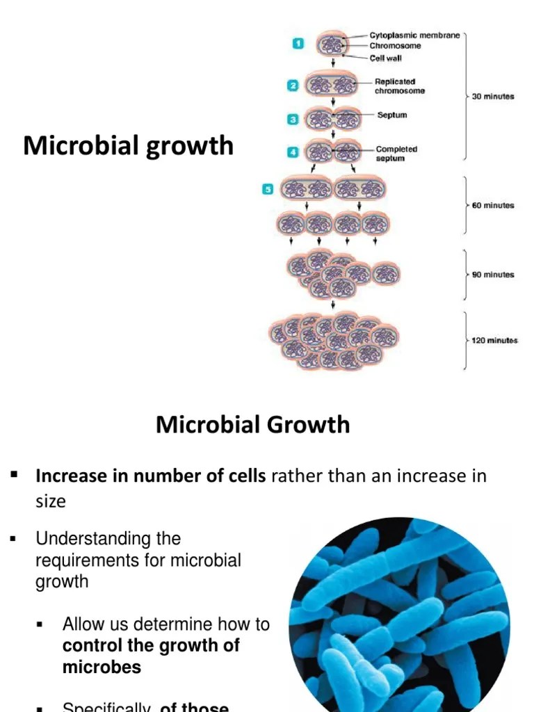 Microbial Growth | PDF | Growth Medium | Bacteria