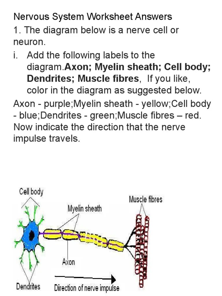 Voltage gated channels open at the . Neuron Worksheet Pdf Neuron Axon