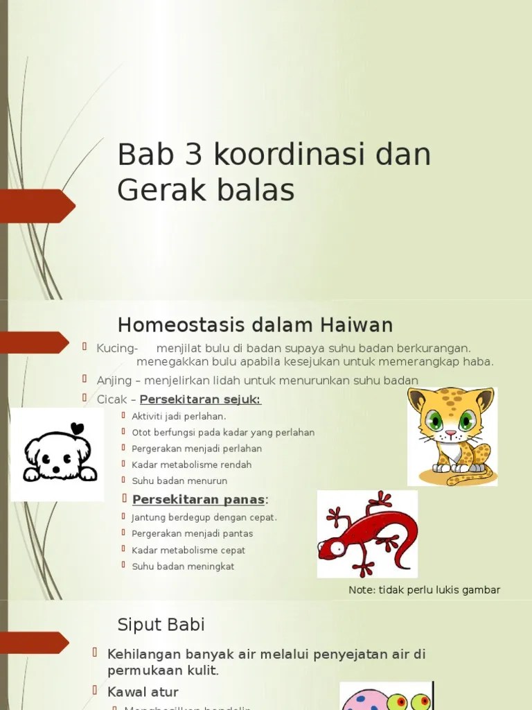 Gerak balas homeostasis berlaku pada setiap organisma. Bab 3 Koordinasi Dan Gerak Balas Pdf