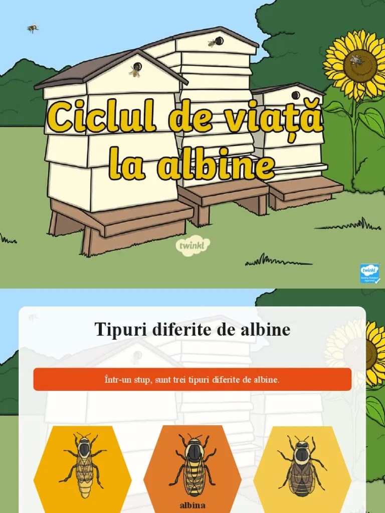 Academia.edu is a platform for academics to share research papers. Totul Despre Ciclul De Viata Al Unei Albine Prezentare Powerpoint Pdf