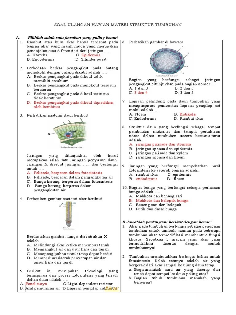 Soal Ulangan Harian Struktur Tumbuhan | PDF