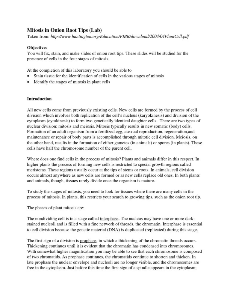 Mitosis In Onion Root Tips (Lab) : Objectives | PDF | Mitosis | Biological Processes