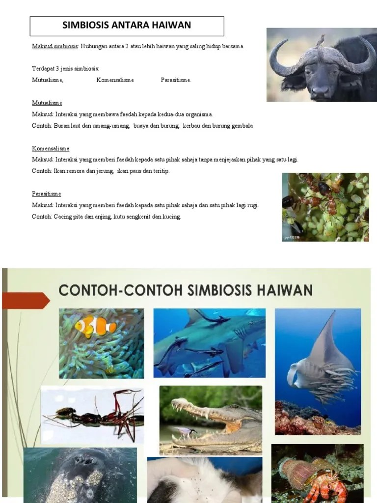 Hubungan buran dan umang umang malaygogo. Bbb Simbiosis Antara Haiwan Pdf