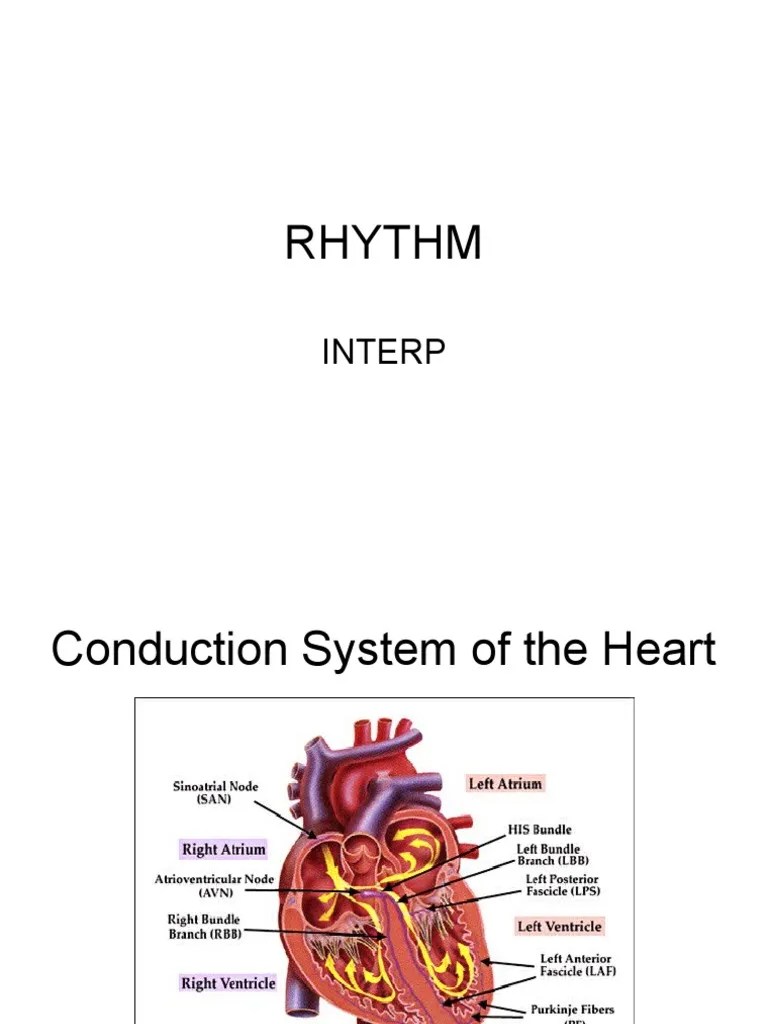 Nursing School EKG | PDF | Electrocardiography | Physiology