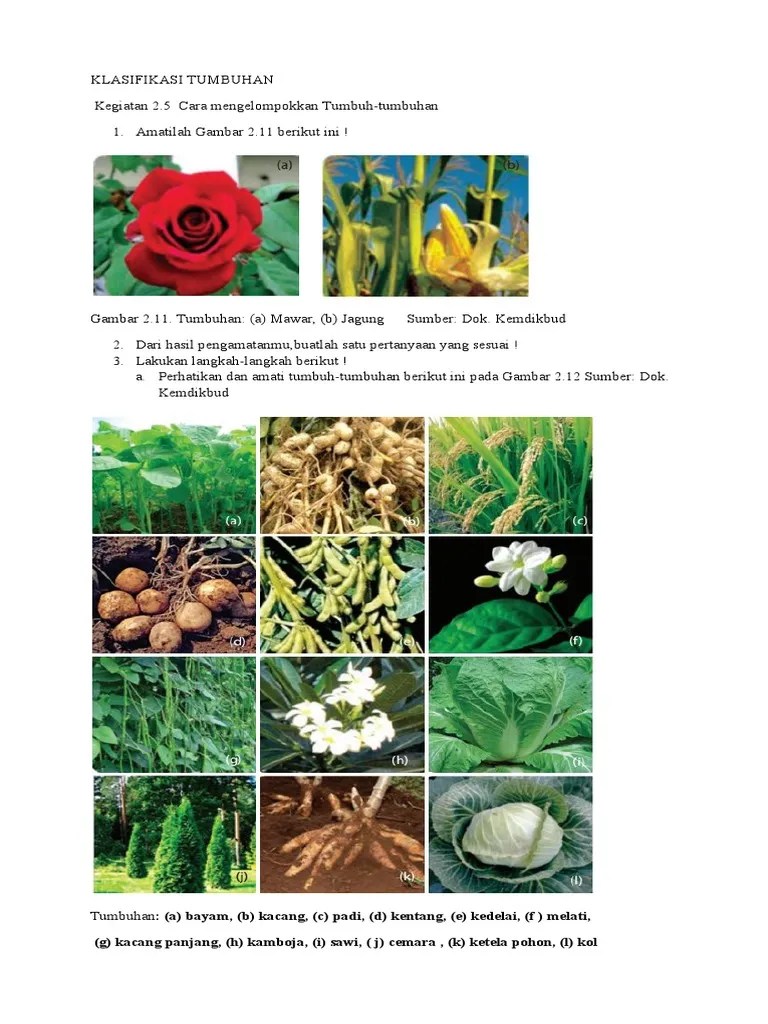 Cara Klasifikasi Makhluk Hidup | PDF