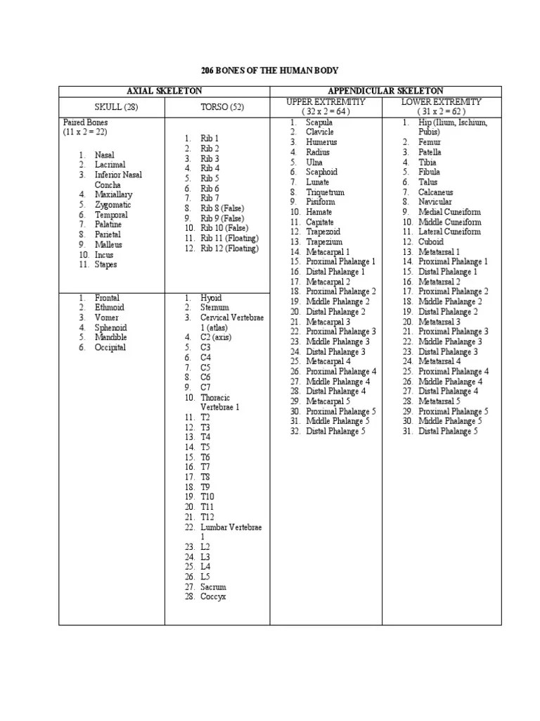 206 Bones Of The Human Body | PDF