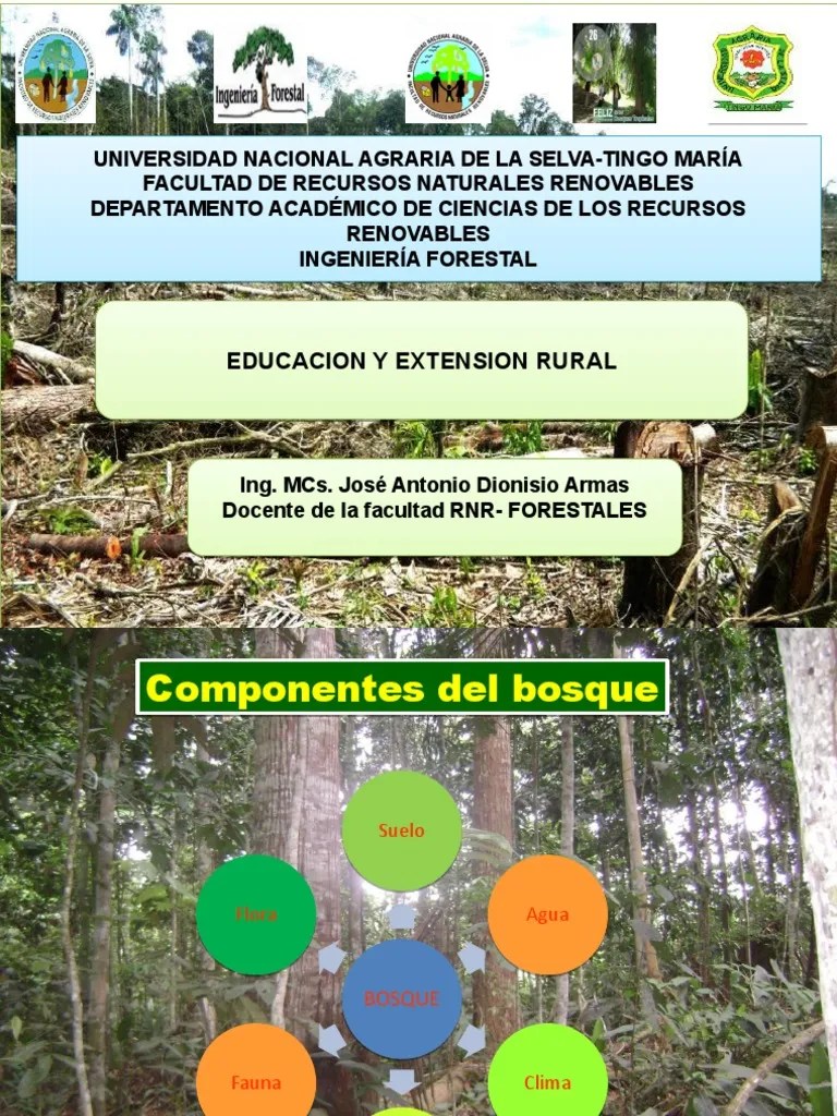 1) Problematica Mundial En El Tema Forestal | PDF | Deforestación | Los Bosques