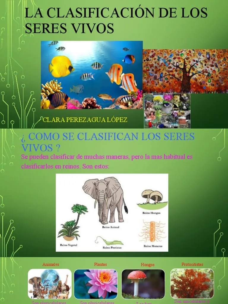 La Clasificación De Los Seres Vivos | PDF | Musgo | Plantas