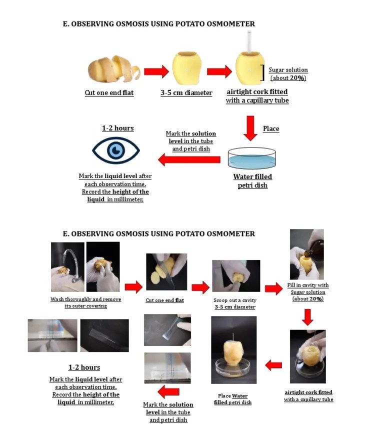 Botany Laboratory Experiment | PDF