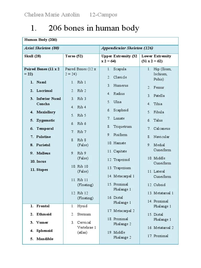 206 Bones In Human Body | PDF | Osteoblast | Bone
