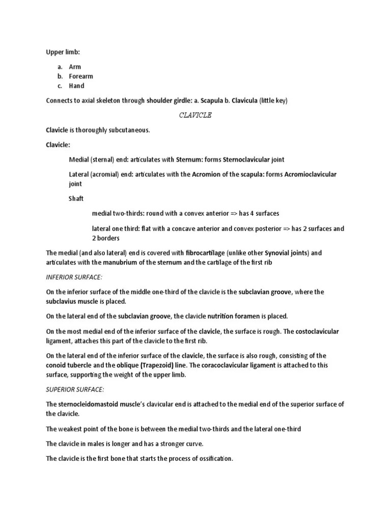 Upper Limb Anatomy 1 | PDF | Skeletal System | Musculoskeletal System