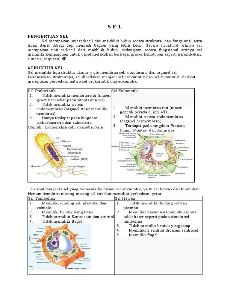 Pengertian Sel | PDF