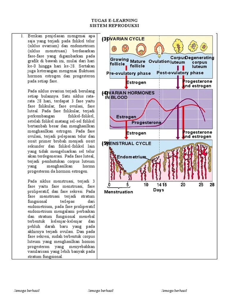 Tugas E-Learning Sistem Reproduksi | PDF