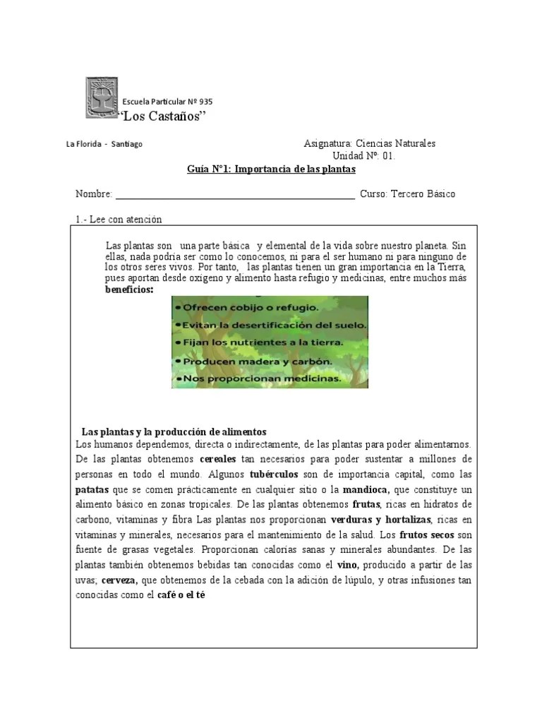 Guia N°1 Importancia De Las Plantas Ciencias Naturales Tercero Basico | PDF | Plantas | Vegetales