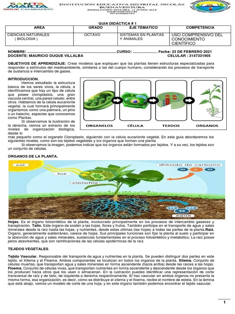 Guia #1 Grado 8 Sistema De Los Seres Vivos | PDF | Estoma | Plantas