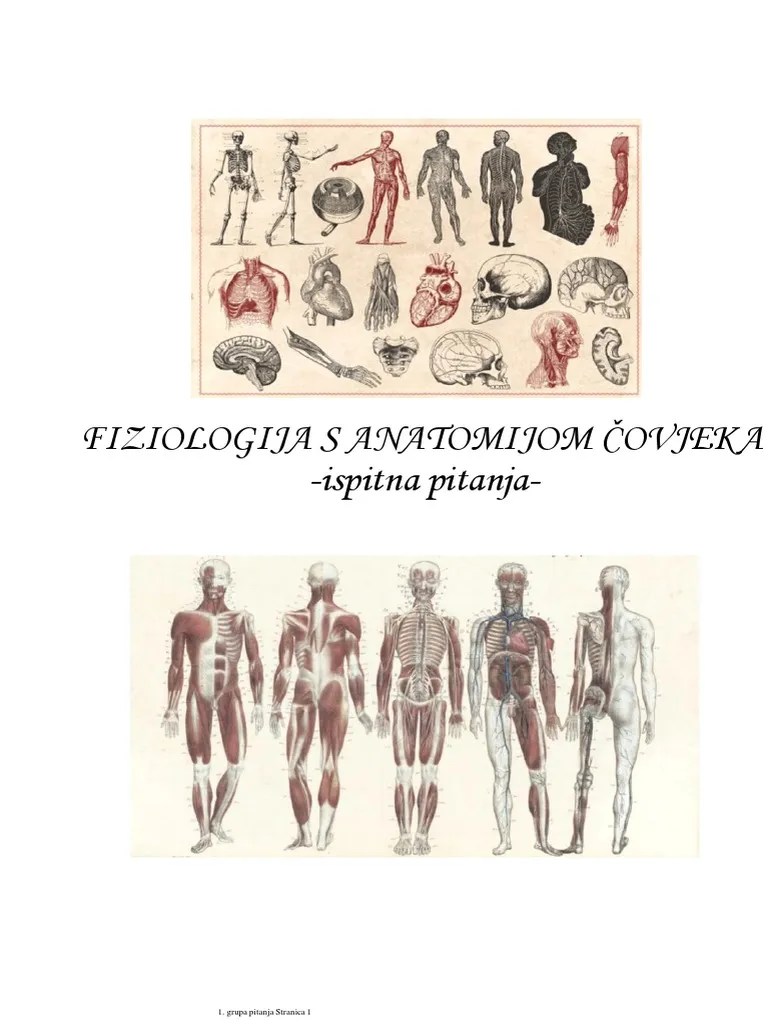 Fiziologija I Anatomija Čovjeka | PDF